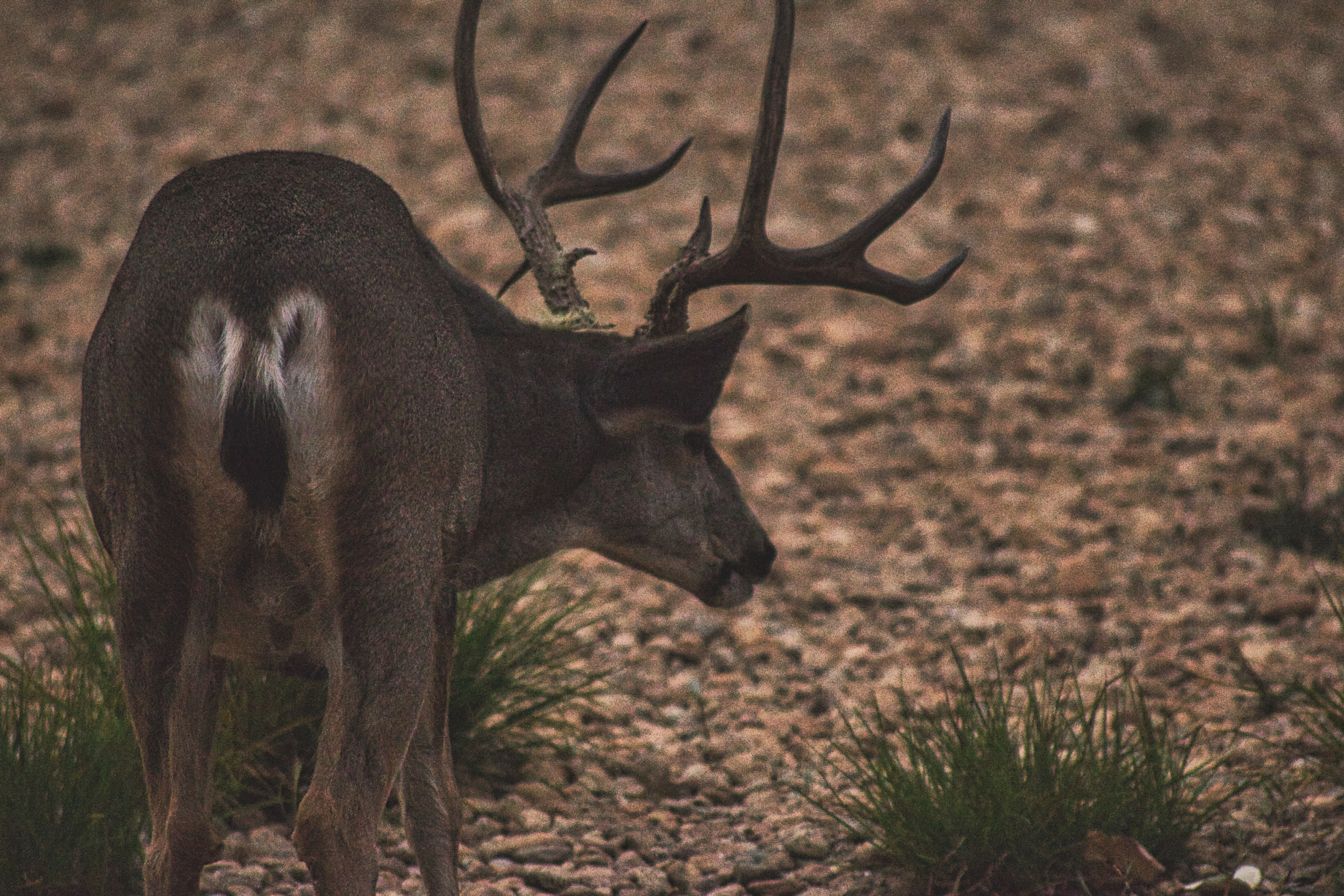 More Pictures from Yosemite!