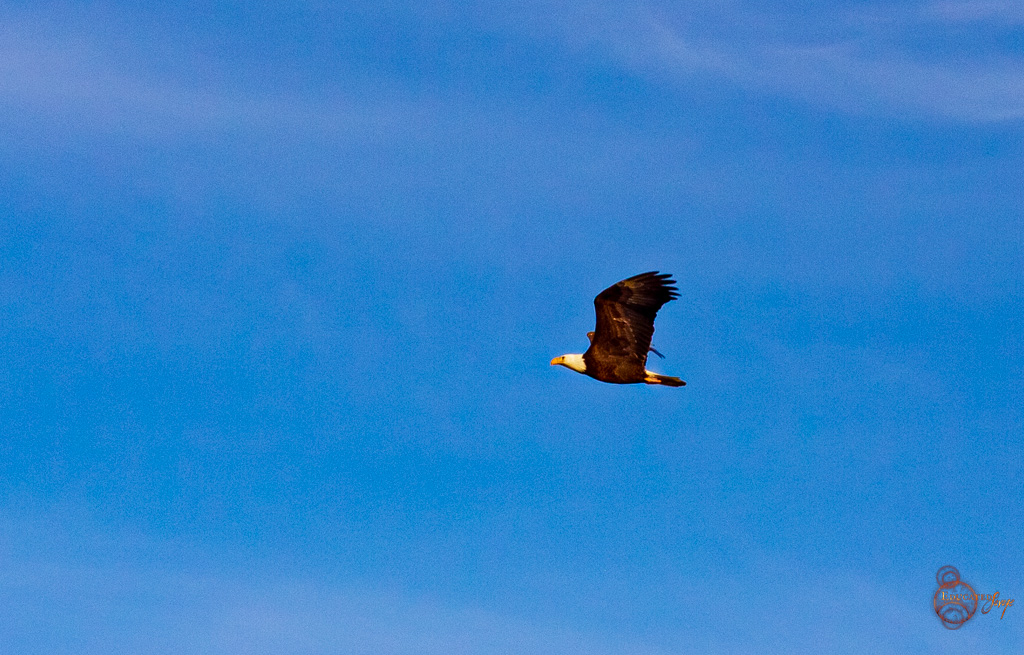 Birding is Happening!