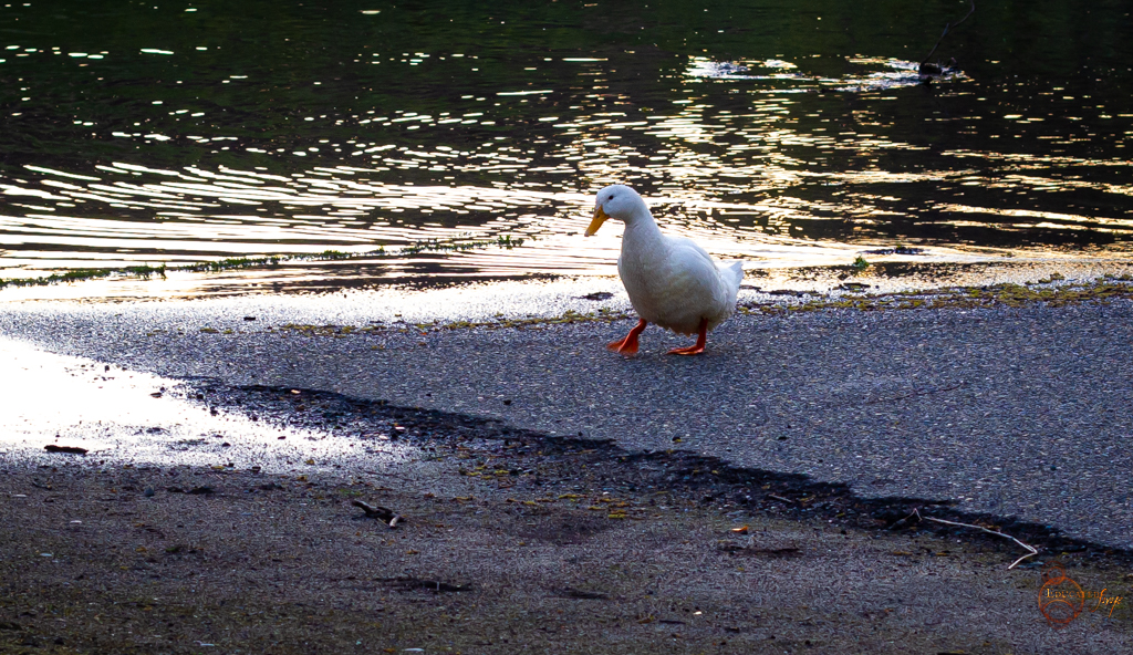 A Little Less Birds, a Lot More Flooding