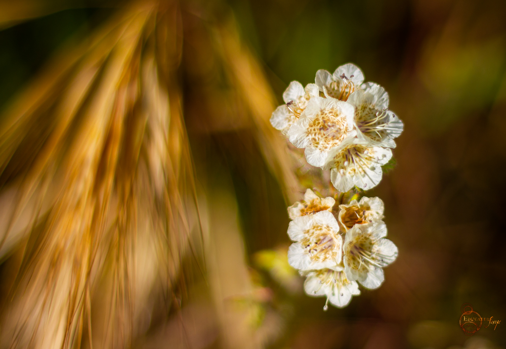 Wildflowers!